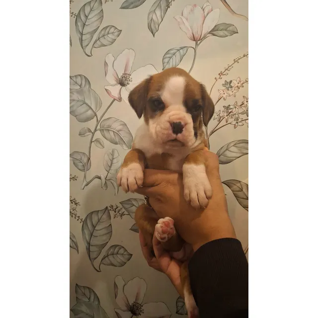 Cachorros Perros De Raza Boxer