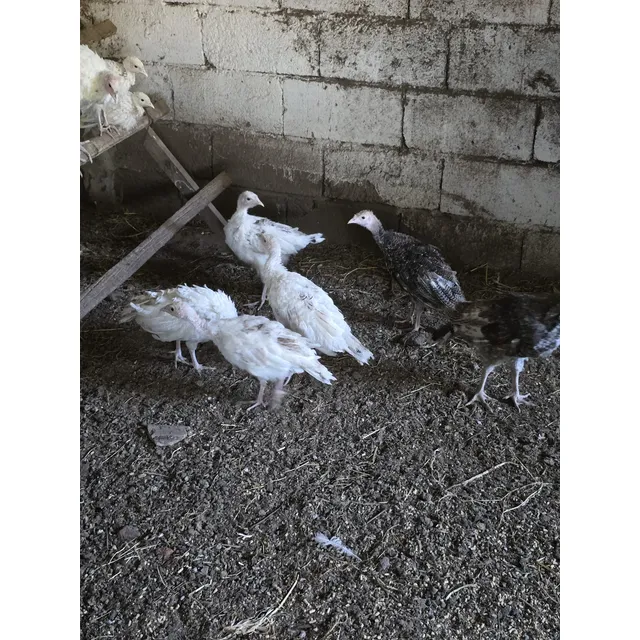 Pavos Criollos Pequeños