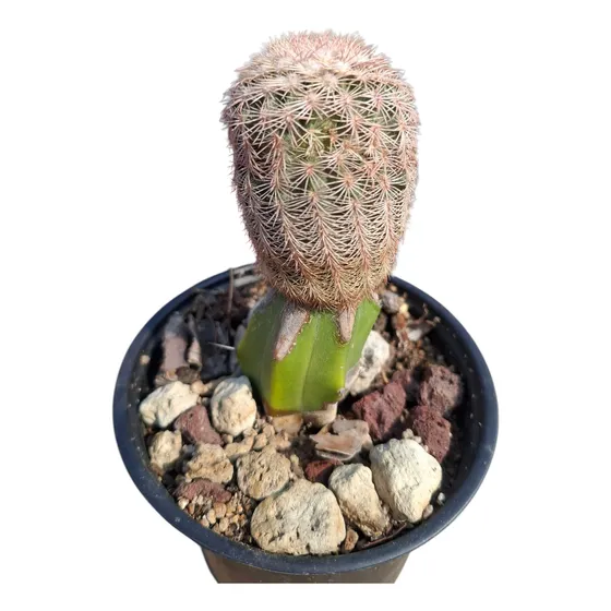 Cactus Echinocereus Rubispinus (cactus Arcoiris)