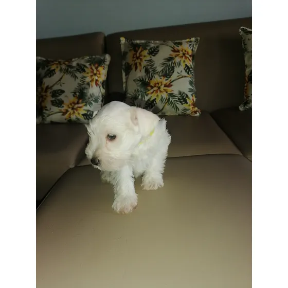 Schnauzer Mini