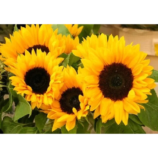 Girasoles Presentacion Paquetes