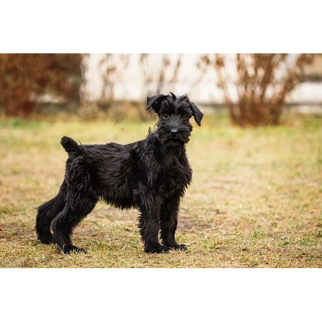 Cachorros Schnauzer Gigantes Perros Cartagena Santa Marta