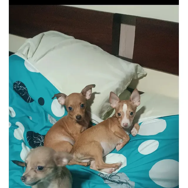 Cachorros Chihuahua Cabeza De Venado Tres Meses De Nacidos