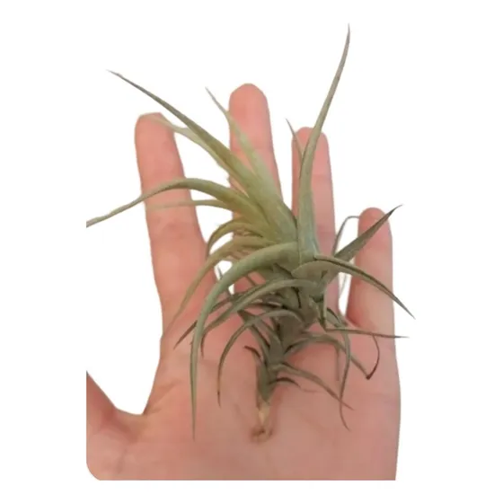 Planta Clavel Del Aire