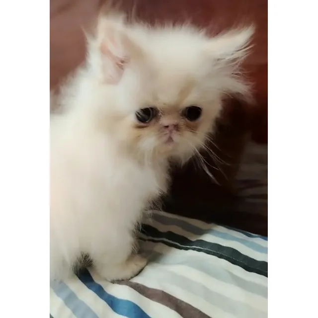 Gatita Persa Hembrahimalaya Punto Flama Guayaquil De Entrega