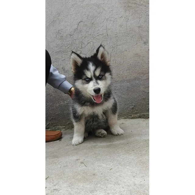 Husky Siberianos Puros