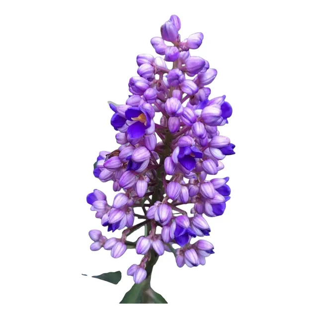 Jengibre Azul. Atrae Polinizadores Y Colibríes!