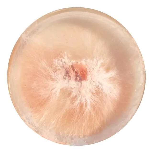 Medio De Cultivo Petri  Pleurotus Orellana
