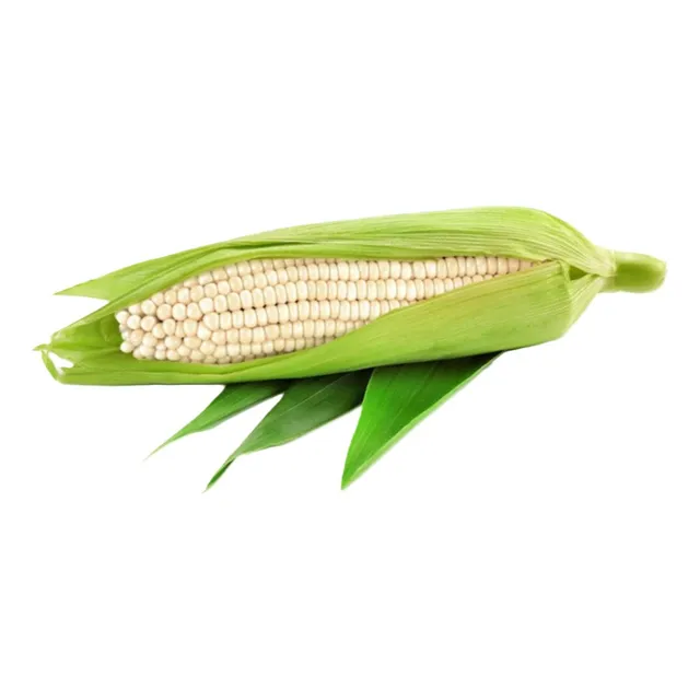 Sobre Para Sembrar 15 Plantas De Maiz Blanco