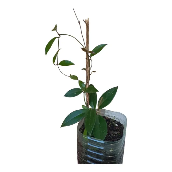 Planta Flor De Nacar, Cera, Hoya, Grande Organica.