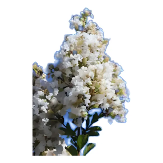 Crespón  Lagoestremia Indica - Muy Lindos E.gratis