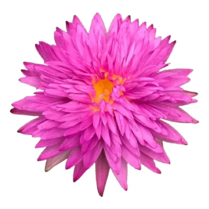Nenúfar Khao Hin Sorn Planta Acuática Estanque Flor De Loto