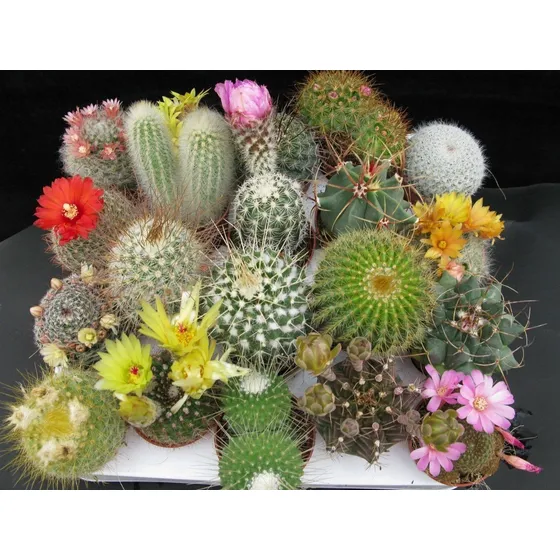 Semillas De Cactus Variados 0.1 Gr Rinde Hasta 50 Plantas