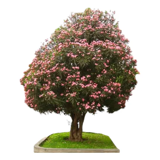 Laurel De Jardin Grande