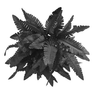 Planta Artificial De Hojas De Helecho Persa Negro, 8 Unidade Planta Artificial De Hojas De Helecho Persa Negro, 8 Unidade