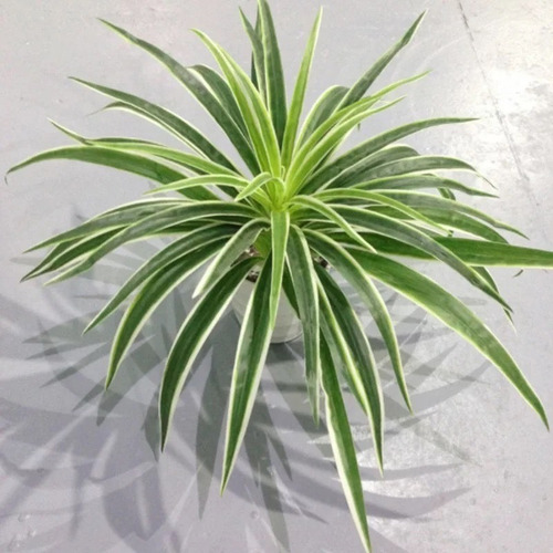 Ramo Hoja Artificial Chlorophytum Planta Verde Maceta Deco 