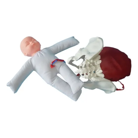 Modelo De Demostración De Parto Humano A Tamaño Real 1:1
