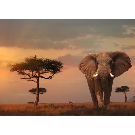 Elefante Masai Mara Atardecer Rompecabezas 1000 Ravensburger