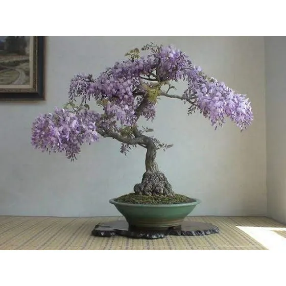 Semillas De Bonsái De Glicina China, 10 Pack - Floración Pre
