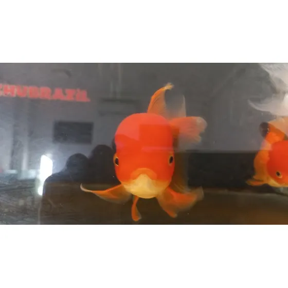 Kinguio Oranda Red Matriz 15cm Peixe Goldfish Aquário Lago