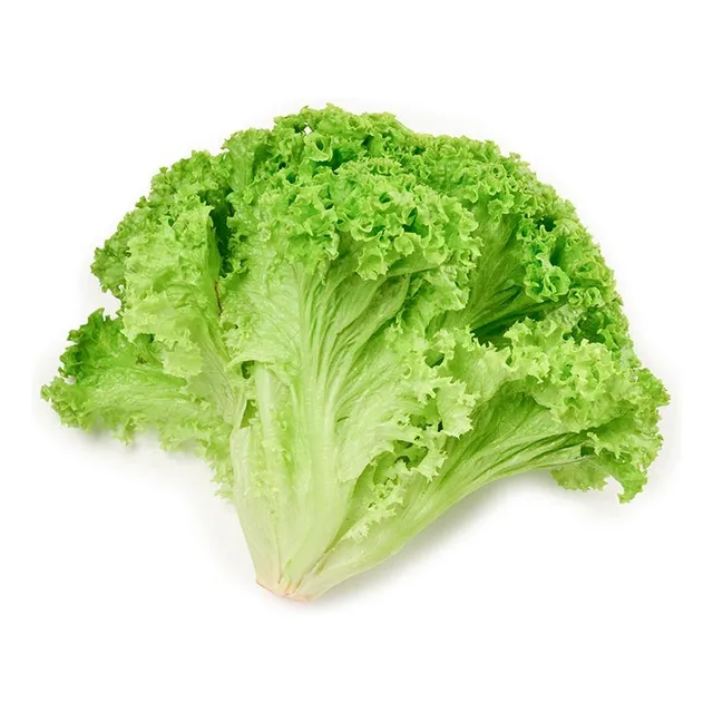 Semillas Lechuga Crespa Cultivo Planta Mata Hogar Hortaliza