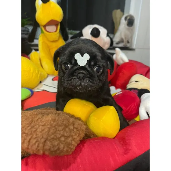Lindissima Filhote Pug Black Preto