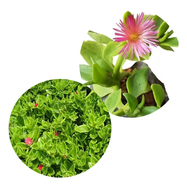 10 Mudas De Rosinha Do Sol Aptenia Cordifolia Suculenta