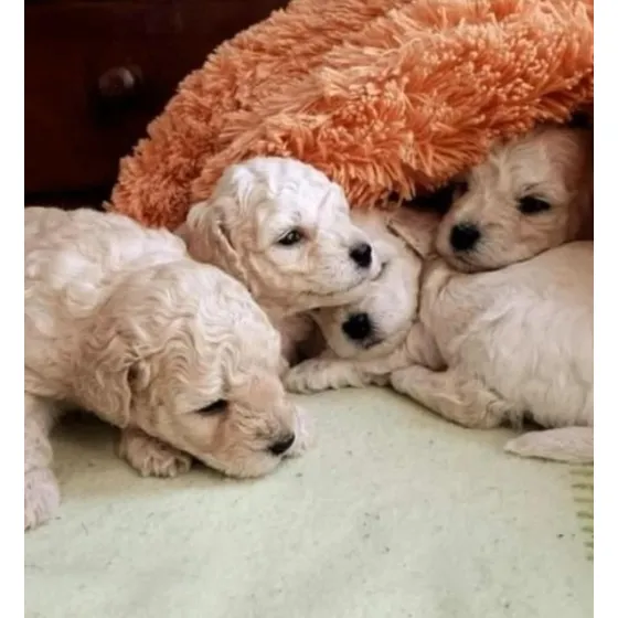 Caniches Mini O Toy Nenas Cachorritas Vacunadas Y Desparacit