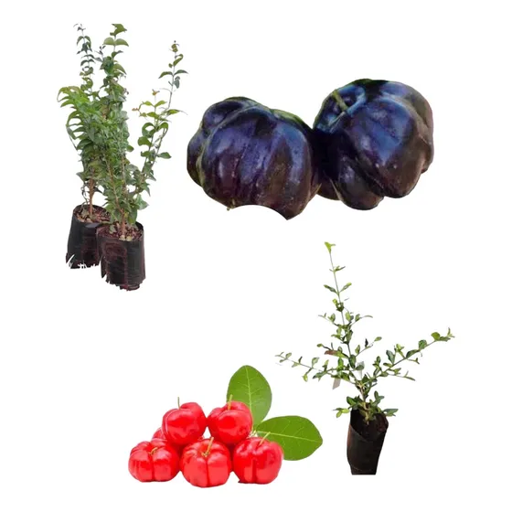 1 Muda De Acerola + 1 De Pitanga Preta 50cm Produz Rápido