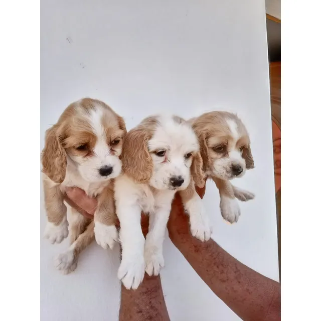 Cocker Spaniel