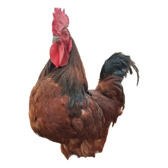 Ovos  Férteis Rhode Island Red - 12 Ovos Rodia