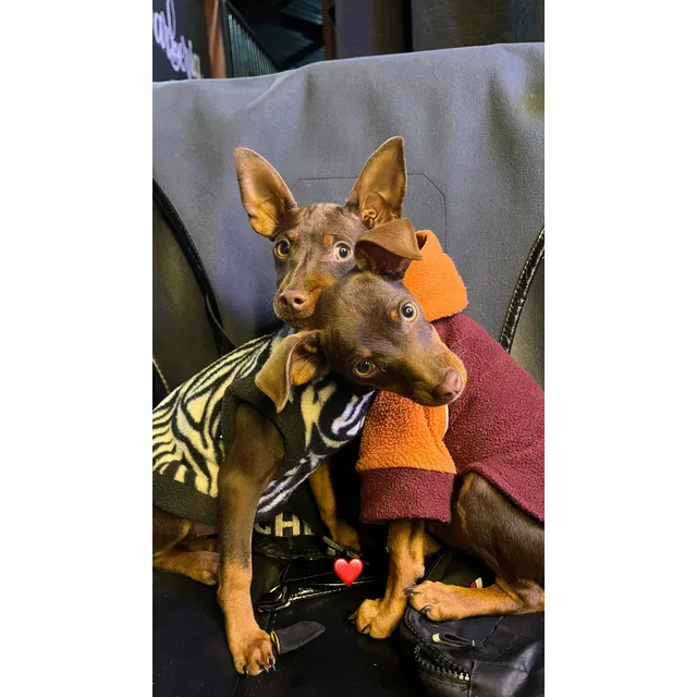 Ultima Hembra Pinsche Doberman Miniatura Raza Fina