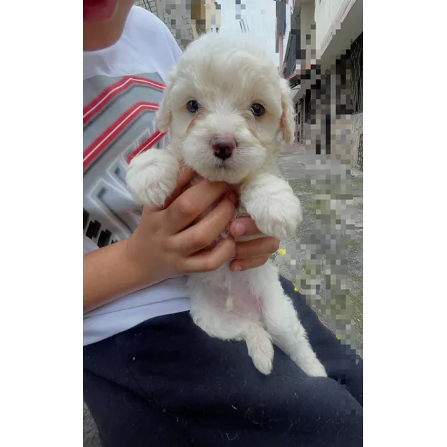 Hermosos Cachorros Bichon Maltés 330$