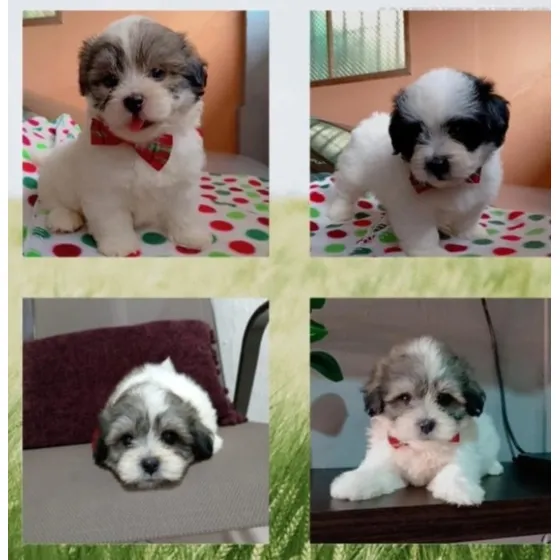 Lindos Cachorritos Machos Pequinés Maltés