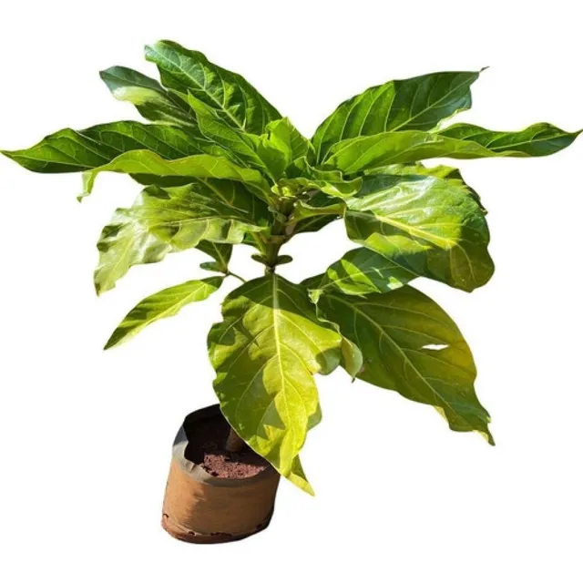 Excelente Muda De Fruta Noni - Exótica