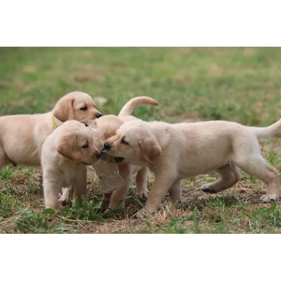 Bebés Labrador Retriever Purez Garantizada Por Escrito
