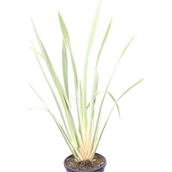 Phormium Tenax Marginata Alba  (formio Variegado)
