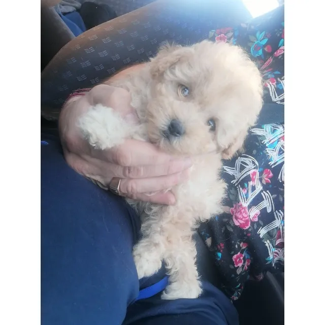 Caniche Mini 