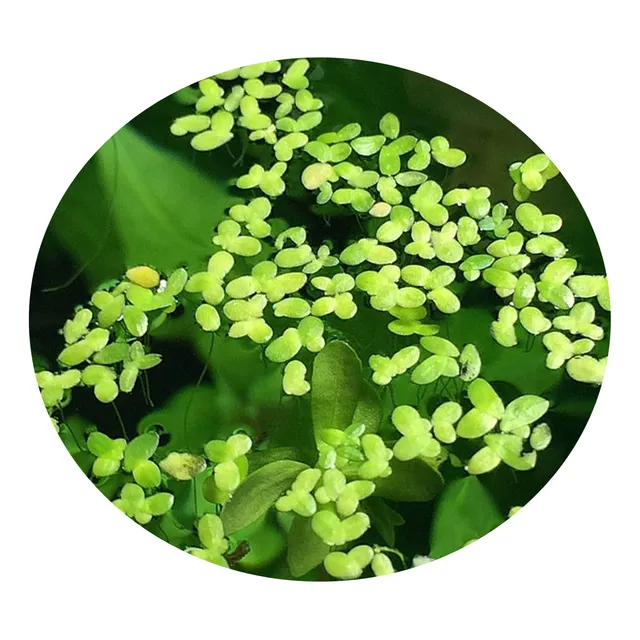 Planta Acuática Lemna Minor (flotante Para Acuario)