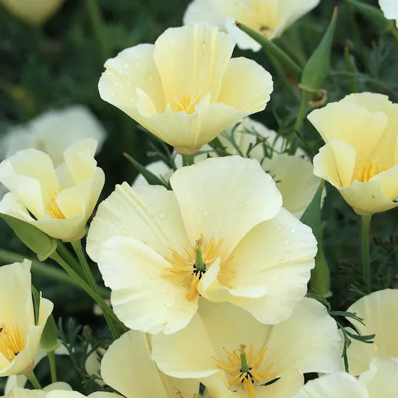 Semillas Orgánicas De Amapola Californiana, Blanca
