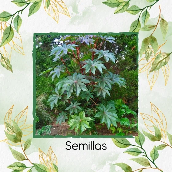 15 Semillas De Planta Higuerilla