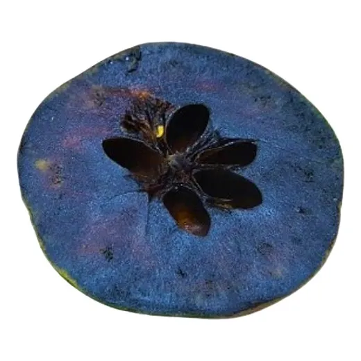Muda De Sapota Preta Ou Pudim De Chocolate