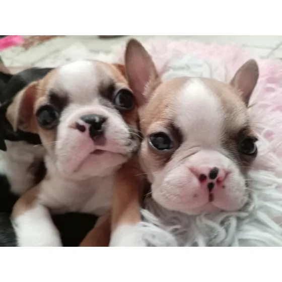 Boston Terriër