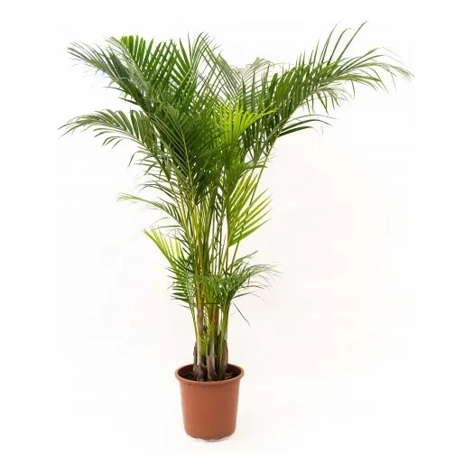 Dia De Los Abuelos!!  Palmera Areca