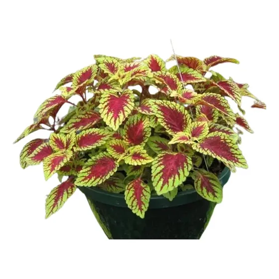 Muda De Coleus  Arbusto Orgânico E Bem Enraizado Kit Com 2