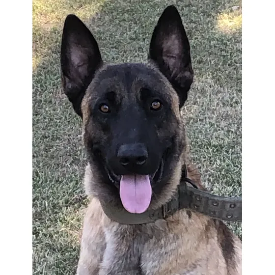 Cachorro Ovejero Malinois K9 Se Entregan El 15 De Septiembre