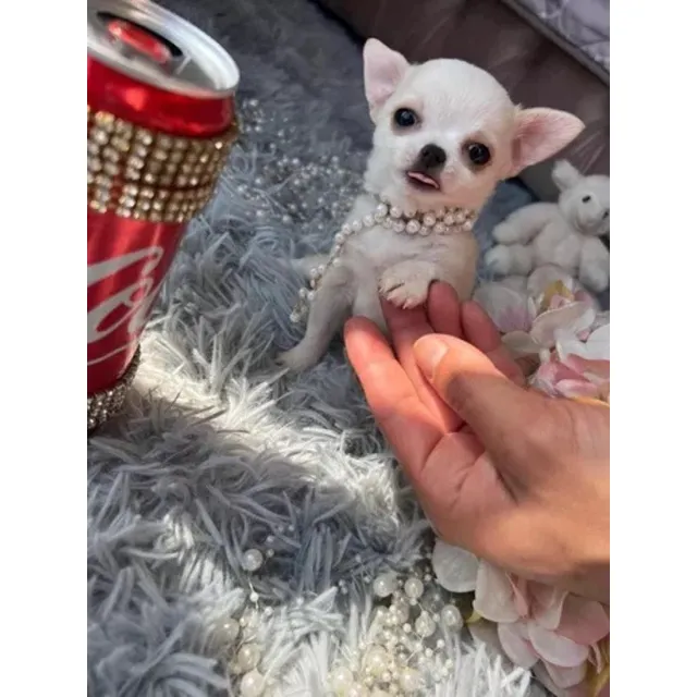 Chihuahua Mini Toy Cabeza De Manzana