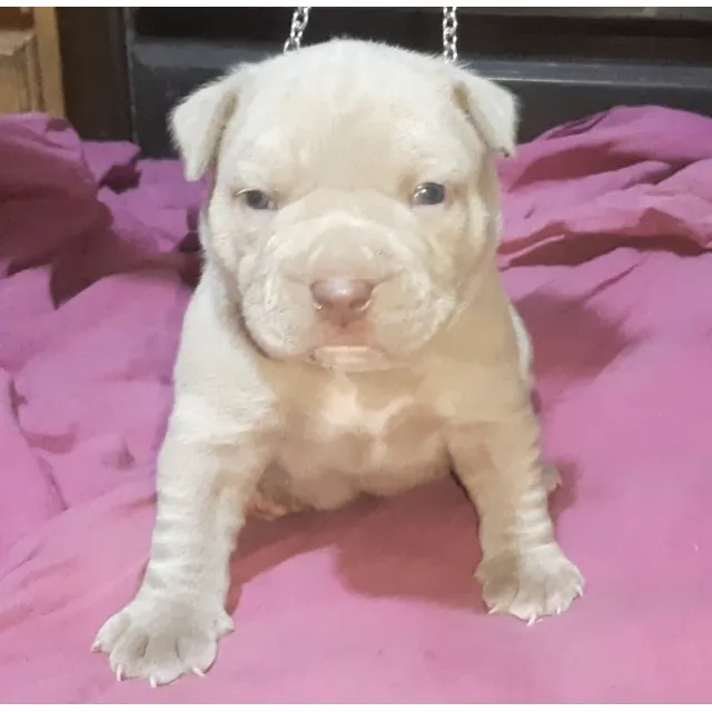 Cachorros American Bully