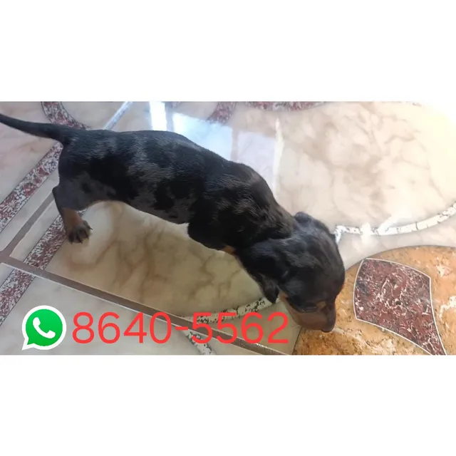 Perros Salchichas Mini