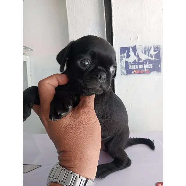 Cachorro Pug Machos